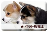 �y�b�g�̔��m