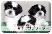 �h�b�O�u���[�_�[
